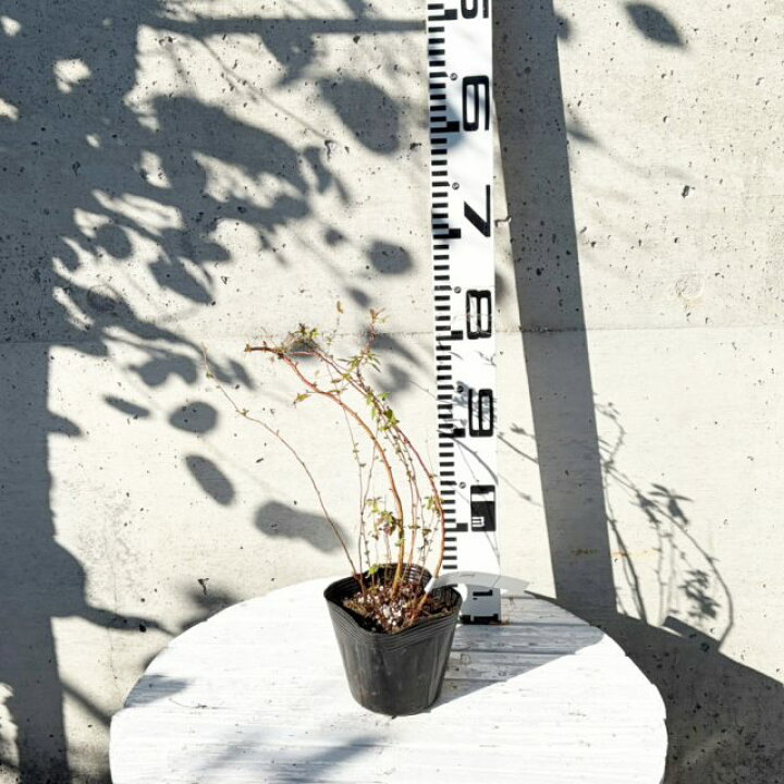 楽天市場】【シモツケ属】ユキヤナギ（雪柳）白花 4号ポット : 産直花