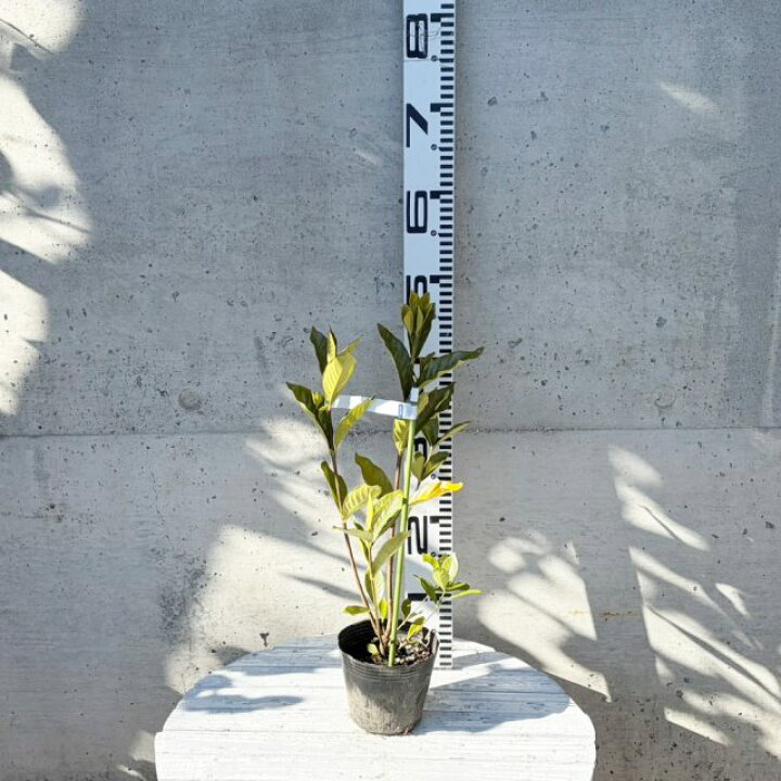 楽天市場】【クチナシ属】クチナシ 八重 咲き 4号Lポット : 産直花だん屋