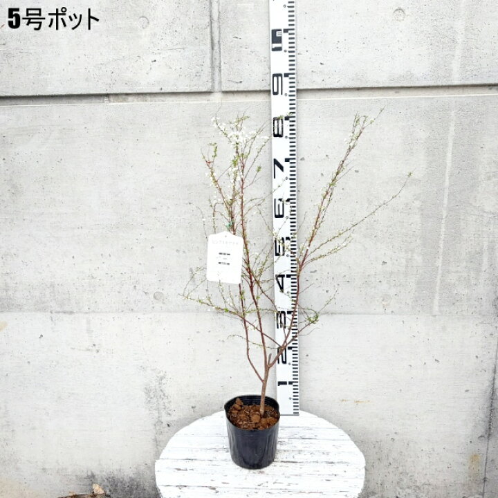 楽天市場】【シモツケ属】ユキヤナギ（雪柳）白花 4・5・6号ポット開花