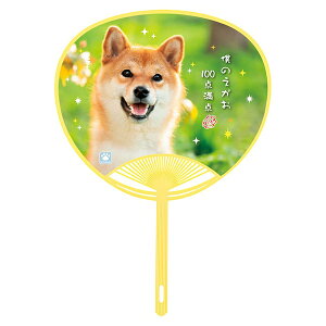 숮 uen-1405 ybguČv34.5×24.3cm 10 [J[i c E` ֗ a | v[g Mtg fB[X Y jZbNX ΍ MǑ΍ 