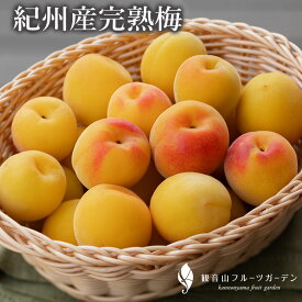 紀州梅 【完熟オレンジ梅】 A級 B級品 訳あり1kg 2kg ~10kg 和歌山県産 観音山フルーツガーデン 送料無料