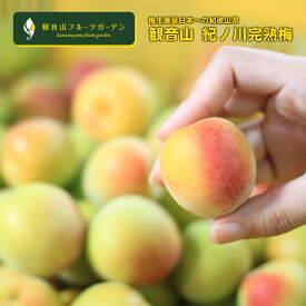 紀州梅 完熟オレンジ梅 B級 10kg 和歌山県産 観音山フルーツガーデン 送料無料