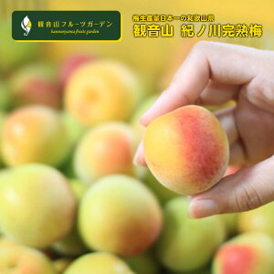 紀ノ川梅 完熟オレンジ梅 A級 3kg 和歌山 観音山フルーツガーデン 送料無料