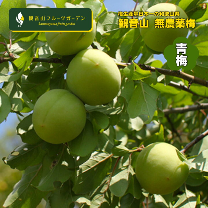 楽天市場】無農薬無肥料の梅 2kg 青梅 和歌山 観音山フルーツガーデン 