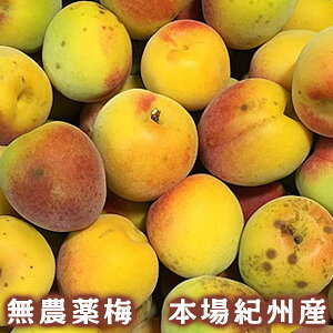 �y���_��~�z���n�~ B�i 1kg ~10kg �a�̎R���Y �ω��R�t���[�c�K�[�f�� ��������