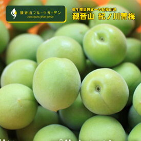 紀州梅 青梅（農家直送！） B級 3kg 和歌山県産 観音山フルーツガーデン 送料無料