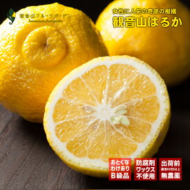 はるか やんちゃ娘 訳ありB級品 1kg 和歌山の農園から直送 観音山フルーツガーデン 送料無料