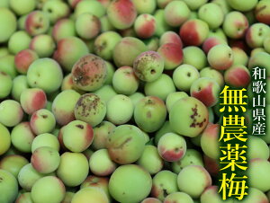 ���_��̔~ 5kg �~ �a�̎R���Y �ω��R�t���[�c�K�[�f�� ��������