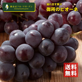【創業江戸天保五年】ピオーネ 御所の種無しぶどう 訳ありB級 ピオーネ 3房 和歌山 観音山フルーツガーデン 送料無料