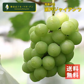 【創業江戸天保五年】瀬戸ジャイアンツ 御所の種無しぶどう 瀬戸ジャイアンツ 2房 和歌山 観音山フルーツガーデン 送料無料
