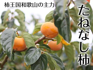 ˂Ȃ`i햳`A`jAi2kg ωRt[cK[f 