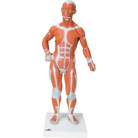 筋肉解剖，1/4倍大・2分解モデル，無性 筋肉 内臓 人体模型 送料無料 キャンペーン