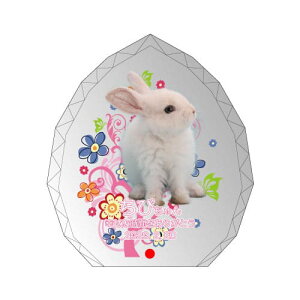 yKPV[Y NX^ʔvijijijz I[_[Ch ʐ^vg CXg[