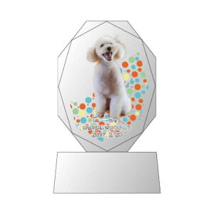 yKPV[Y NX^ʔvijijijz NX^ I[_[Ch ʐ^vg CXg[