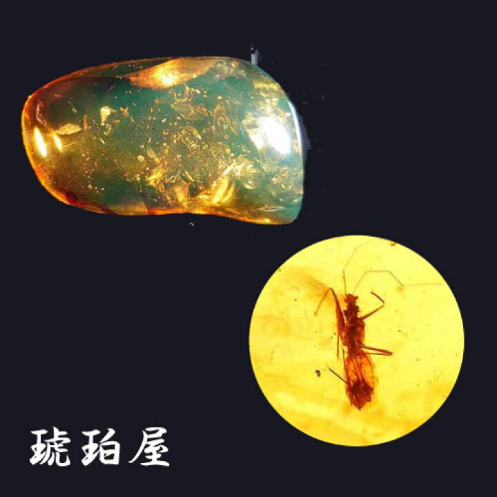 楽天市場】【動画あり】化石 虫入り琥珀原石 ルース 蜂2匹 蚊2匹 