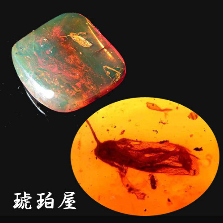 楽天市場】＼最大30％OFFクーポン／【動画あり】化石 虫入り琥珀原石  