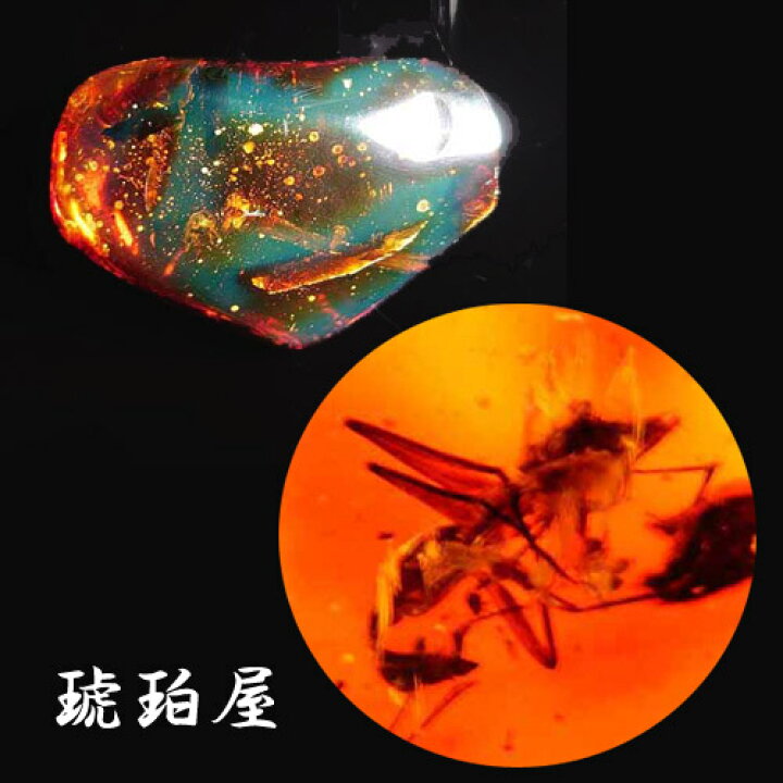 楽天市場】【動画あり】化石 虫入り琥珀原石 ルース 大蟻やコオロギ  
