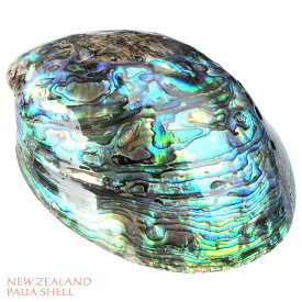 天然パウアシェル アバロンシェル シェルプレート 通常サイズニュージーランド パウア貝 貝殻シェルトレイ 貝の小物入れ オブジェ インテリア アバロニ ビーチスタイル