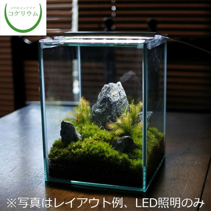 楽天市場 観葉植物 おしゃれ ミニ テラリウム Led 照明 コケリウム 苔 コケ 苔テラリウム 苔リウム アクアリウム アクアテラリウム 園芸 ハイドロカルチャー ガーデニング グリーン インテリア 緑 苔盆栽 癒し Moss 初心者 コケリウムled照明 フラッティ ブラック