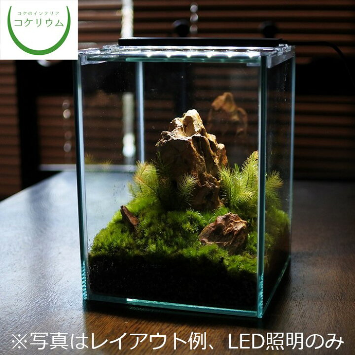 楽天市場 観葉植物 おしゃれ ミニ テラリウム Led 照明 コケリウム 苔 コケ 苔テラリウム 苔リウム アクアリウム アクアテラリウム 園芸 ハイドロカルチャー ガーデニング グリーン インテリア 緑 苔盆栽 癒し Moss 初心者 コケリウムled照明 フラッティ ホワイト