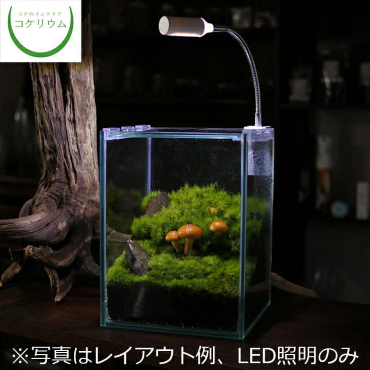 楽天市場 観葉植物 おしゃれ ミニ テラリウム Led 照明 コケリウム 苔 コケ 苔テラリウム 苔リウム アクアリウム アクアテラリウム 園芸 ハイドロカルチャー ガーデニング グリーン インテリア 緑 苔盆栽 癒し Moss 初心者 コケリウムled照明 ピテラ コケの