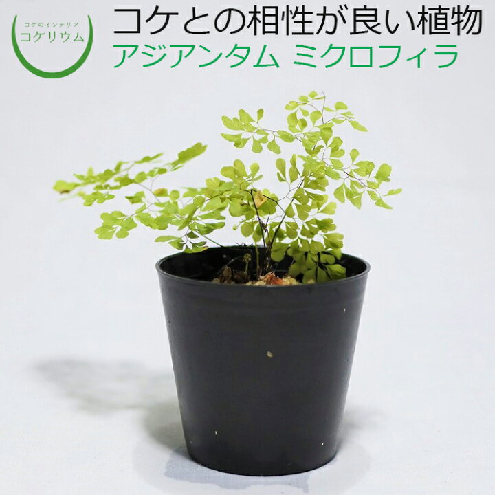 楽天市場 テラリウム コケリウム シダ シダ植物 山野草 苔 コケ 苔テラリウム 苔リウム アクアリウム アクアテラリウム 観葉植物 園芸 ハイドロカルチャー ガーデニング グリーン インテリア 緑 苔盆栽 癒し Moss 初心者 アジアンタム ミクロフィラ コケの