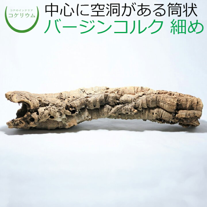 楽天市場 テラリウム 流木 インテリア コケリウム 苔 コケ 苔テラリウム 苔リウム パルダリウム イモリウム アクアテラリウム 爬虫類 観葉植物 園芸 ハイドロカルチャー ビバリウム グリーン 緑 苔盆栽 筒状のバージンコルク 細め 形状お任せ コケのインテリア