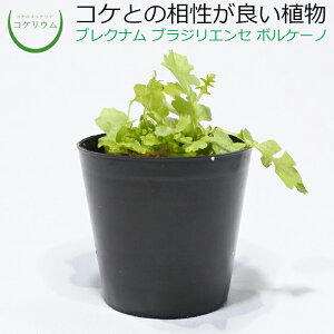 観葉植物 シダ植物の通販 価格比較 価格 Com