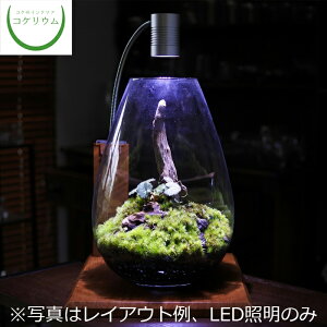 観葉植物 キット ハイドロカルチャーの人気商品 通販 価格比較 価格 Com