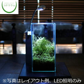 楽天市場 アクアテラリウム セット 観葉植物 花 観葉植物 花 ガーデン Diyの通販