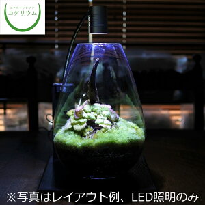 苔 テラリウム キット 観葉植物の人気商品 通販 価格比較 価格 Com