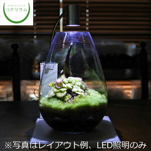 苔 テラリウム キット 観葉植物の人気商品 通販 価格比較 価格 Com
