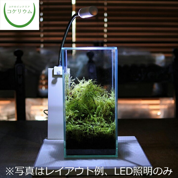 楽天市場 送料無料 観葉植物 おしゃれ ミニ テラリウム コケリウム 苔 コケ 苔テラリウム 苔リウム アクアリウム アクアテラリウム 園芸 ハイドロカルチャー ガーデニング グリーン インテリア 緑 苔盆栽 癒し Moss 初心者 セット Led照明付きディスプレイ台
