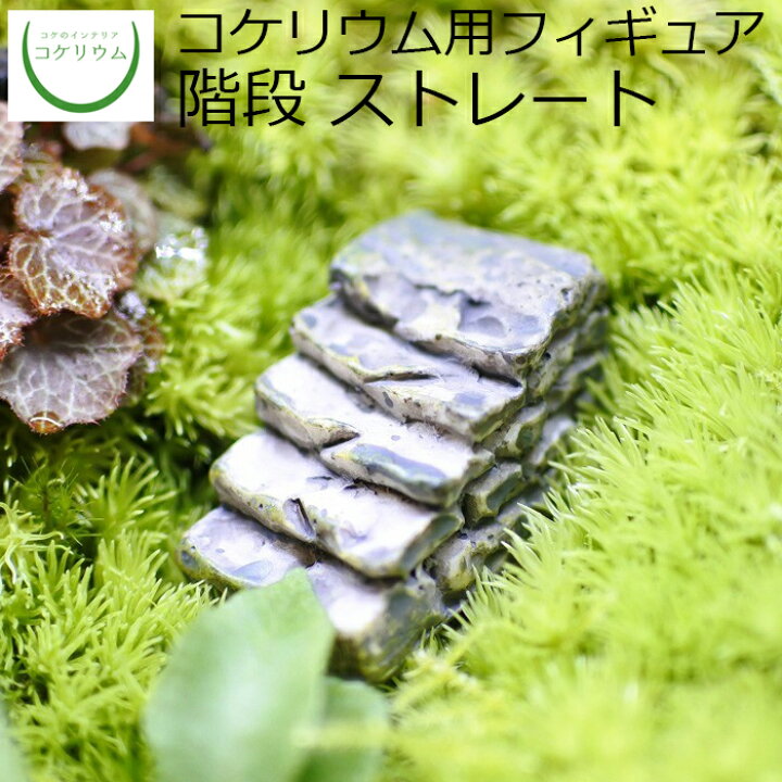 日本に 観葉植物 おしゃれ ミニ テラリウム フィギュア コケリウム 苔 コケ 苔テラリウム 苔リウム インテリア コケリウムフィギュア きのこ 傘閉じ レッド Foodsecurity Me