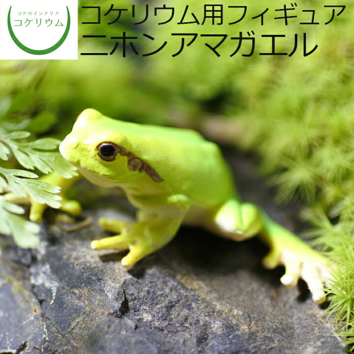 楽天市場 観葉植物 おしゃれ ミニ テラリウム フィギュア ミニ観葉 コケリウム 苔 コケ 苔テラリウム 苔リウム アクアリウム アクアテラリウム 園芸 ハイドロカルチャー ガーデニング グリーン インテリア 緑 苔盆栽 癒し Moss 初心者 コケリウムフィギュア ニホン