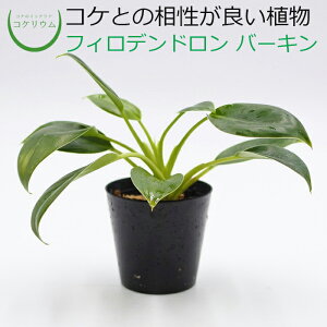 yeE RPE  RP ۃeE ۃE ANAE ANAeE ϗtA | nChJ`[ K[fjO O[ CeA  ۖ~  moss Sҁz