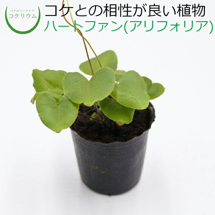 楽天市場 テラリウム コケリウム シダ シダ植物 山野草 苔 コケ 苔テラリウム 苔リウム アクアリウム アクアテラリウム 観葉植物 園芸 ハイドロカルチャー ガーデニング グリーン インテリア 緑 苔盆栽 癒し Moss 初心者 ハートファン コケのインテリア コケリウム 楽天市場 テラリウム コケリウム シダ シダ植物 山野草 苔 コケ 苔テラリウム 苔リウム アクアリウム アクアテラリウム 観葉植物 園芸 ハイドロカルチャー ガーデニング グリーン インテリア 緑 苔盆栽 癒し Moss 初心者 ハートファン コケのインテリア コケリウム
