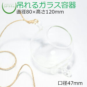 �y�e�����E�� �K���X�e�� �R�P���E�� �� �R�P �ۃe�����E�� �ۃ��E�� �A�N�A���E�� �A�N�A�e�����E�� ���� �ϗt�A�� ���| �n�C�h���J���`���[ �K�[�f�j���O �O���[�� �C���e���A �� �ۖ~�� 