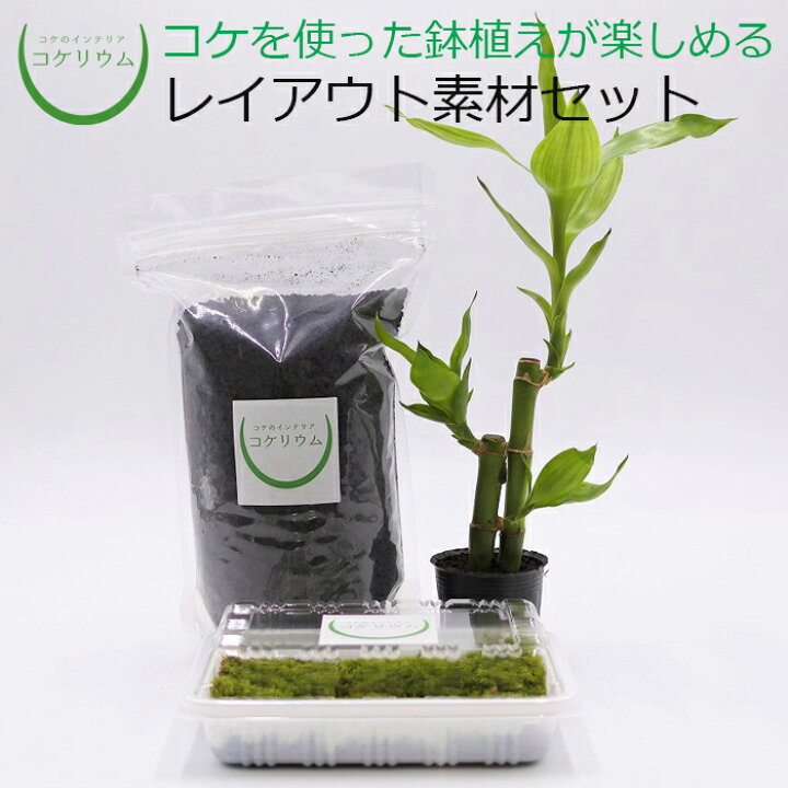 楽天市場】【観葉植物 おしゃれ ミニ テラリウム キット コケリウム 苔 コケ 苔テラリウム 苔リウム 鉢植え 鉢 園芸 ハイドロカルチャー ガーデニング グリーン インテリア 緑 苔盆栽 癒し moss 初心者 パック セット】 鉢植え用 レイアウト素材セット ミリオンバンブー ... 楽天市場】【観葉植物 おしゃれ ミニ テラリウム キット コケリウム 苔 コケ 苔テラリウム 苔リウム 鉢植え 鉢 園芸 ハイドロカルチャー ガーデニング グリーン インテリア 緑 苔盆栽 癒し moss 初心者 パック セット】 鉢植え用 レイアウト素材セット ミリオンバンブー ...