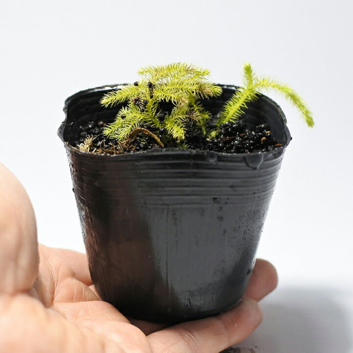 楽天市場 テラリウム コケリウム シダ シダ植物 山野草 苔 コケ 苔テラリウム 苔リウム アクアリウム アクアテラリウム 観葉植物 園芸 ハイドロカルチャー ガーデニング グリーン インテリア 緑 苔盆栽 癒し Moss 初心者 ヒカゲノカズラ コケのインテリア コケリウム