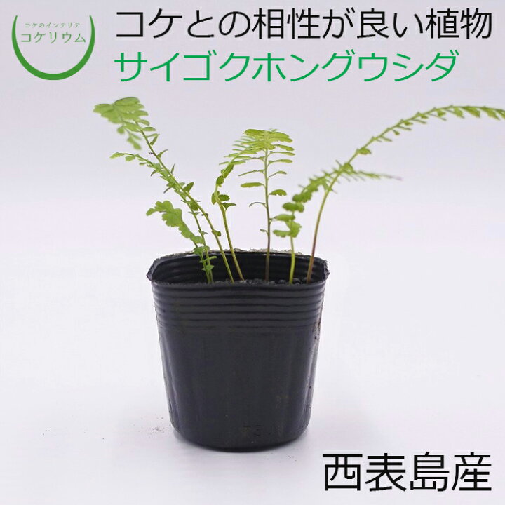 楽天市場 テラリウム コケリウム シダ シダ植物 山野草 苔 コケ 苔テラリウム 苔リウム アクアリウム アクアテラリウム 観葉植物 園芸 ハイドロカルチャー ガーデニング グリーン インテリア 緑 苔盆栽 癒し Moss 初心者 西表島産サイゴクホングウシダ コケの