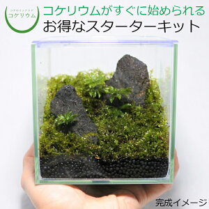 苔 テラリウム キットの人気商品 通販 価格比較 価格 Com