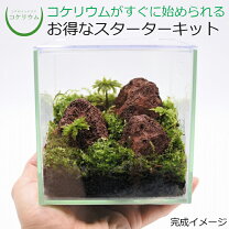 楽天市場】ガーデニング 溶岩石の通販