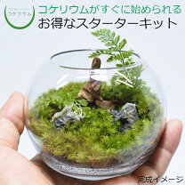 楽天市場】コケリウム セットの通販