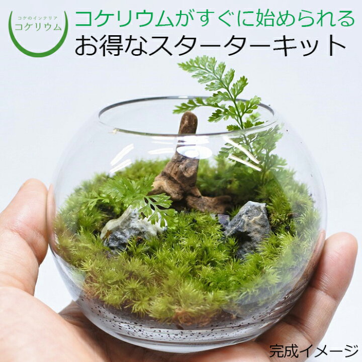 楽天市場 送料無料 観葉植物 おしゃれ ミニ テラリウム キット コケリウム 苔 コケ 苔テラリウム 苔リウム アクアリウム アクアテラリウム 園芸 ハイドロカルチャー ガーデニング グリーン インテリア 緑 苔盆栽 癒し Moss 初心者 パック セット コケリウムキット