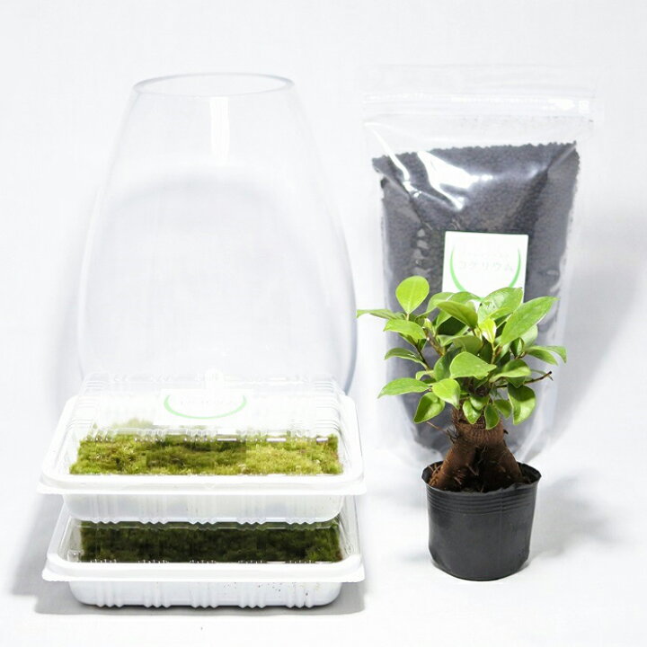 楽天市場 送料無料 観葉植物 おしゃれ ミニ テラリウム キット コケリウム 苔 コケ 苔テラリウム 苔リウム アクアリウム アクアテラリウム 園芸 ハイドロカルチャー ガーデニング グリーン インテリア 緑 苔盆栽 癒し Moss 初心者 パック セット コケリウムキット