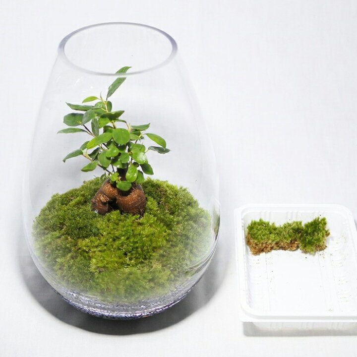 超人気新品 キット ボール3S 苔テラリウム ハイドロカルチャー 観葉植物 苔リウム コケリウム コケ 超人気新品 キット ボール3S 苔テラリウム ハイドロカルチャー 観葉植物 苔リウム コケリウム コケ