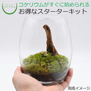 テラリウム キットの人気商品 通販 価格比較 価格 Com