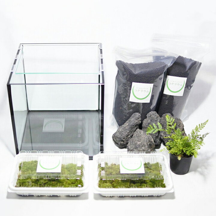 楽天市場】【送料無料 観葉植物 おしゃれ ミニ テラリウム キット 