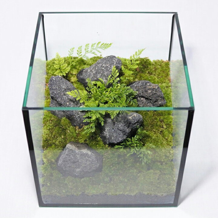 楽天市場】【送料無料 観葉植物 おしゃれ ミニ テラリウム キット 